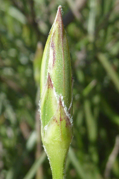 Crocus-leaved Viper’s-grass