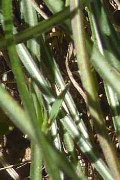 Crocus-leaved Viper’s-grass