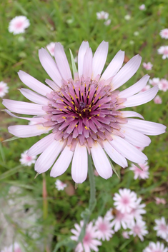 Salsify