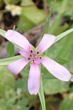 Annual Hyoseris
