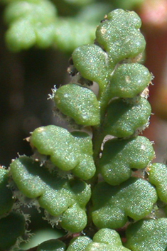 Resurrection Fern