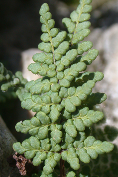 Resurrection Fern