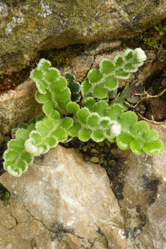 Rustyback Fern