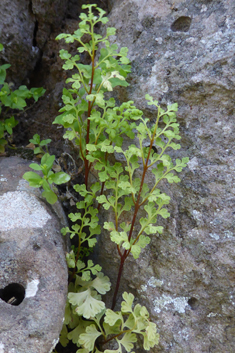 Jersey Fern