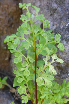 Jersey Fern