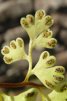 Jersey Fern