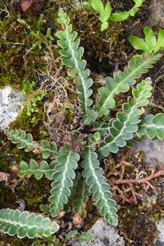 Rustyback Fern