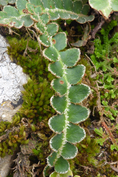 Rustyback Fern