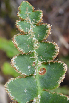 Rustyback Fern