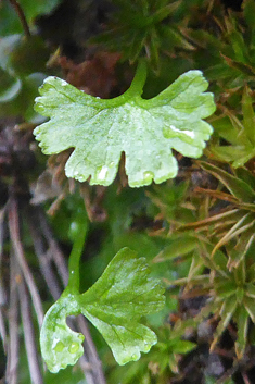 Jersey Fern