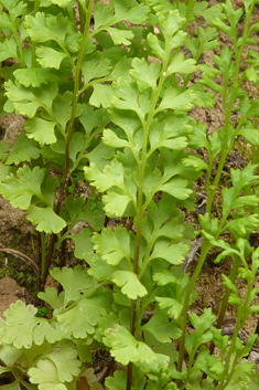 Jersey Fern