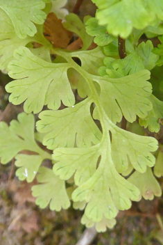 Jersey Fern