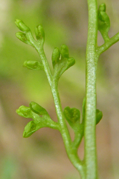 Jersey Fern