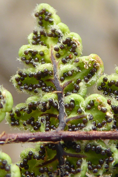 Resurrection Fern