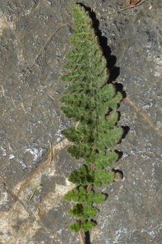 Velvet Fern