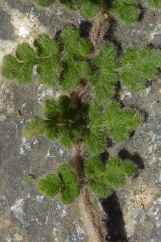 Velvet Fern