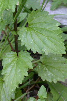 Nettle-leaved Figwort