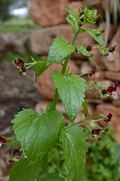 Nettle-leaved Figwort