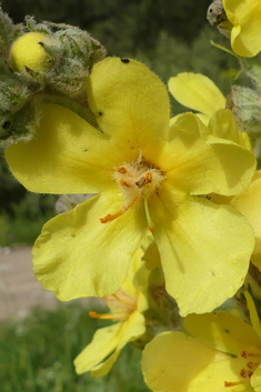 Samnitic Mullein