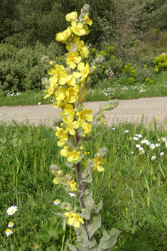 Samnitic Mullein