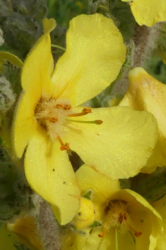 Samnitic Mullein