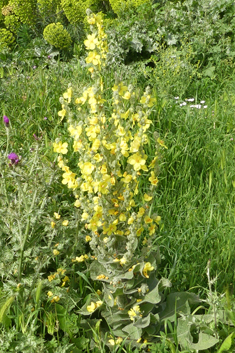 Samnitic Mullein