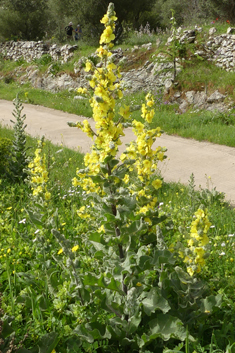 Samnitic Mullein