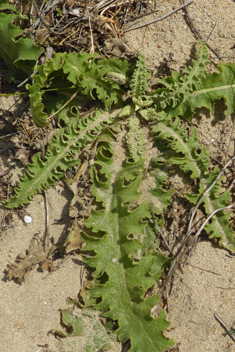 Sinuate Mullein