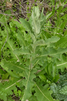 Sinuate Mullein