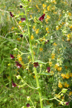 Nettle-leaved Figwort