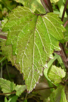 Nettle-leaved Figwort