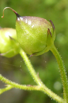 Nettle-leaved Figwort