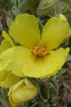 Verbascum macrurum