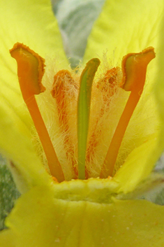 Verbascum macrurum