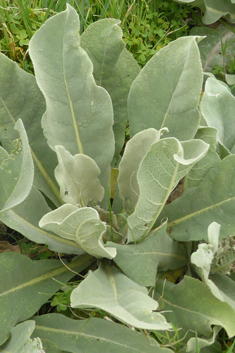 Verbascum macrurum