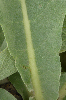 Verbascum macrurum