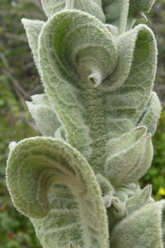 Verbascum macrurum