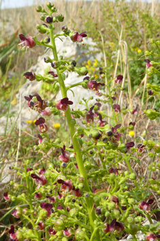 Various-leaved Figwort