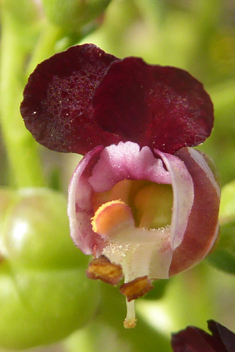 Various-leaved Figwort