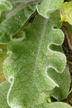 Undulate Mullein