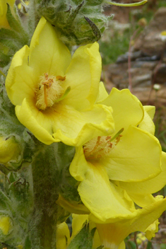 Undulate Mullein