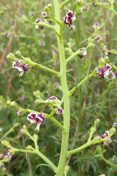 French Figwort