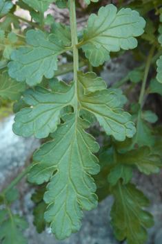 Various-leaved Figwort