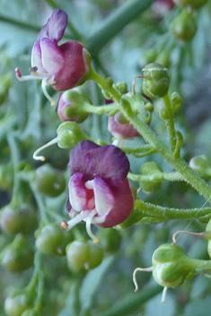 Various-leaved Figwort