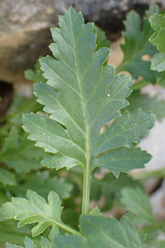 Various-leaved Figwort