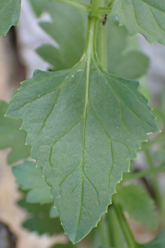 Various-leaved Figwort