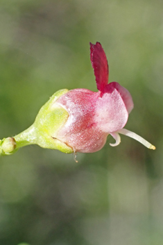 Various-leaved Figwort