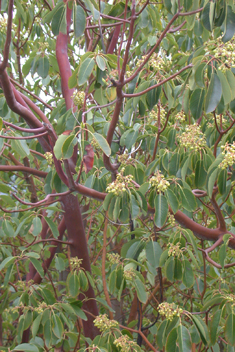 Eastern Strawberry Tree