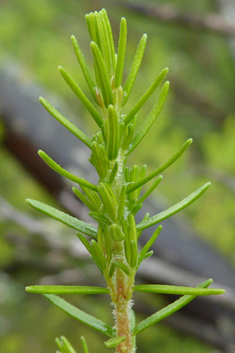 Tree Heath