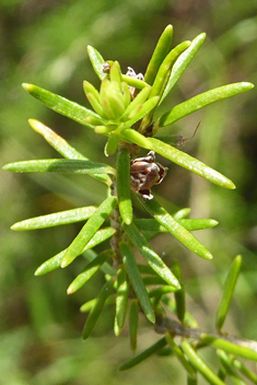 Tree Heath